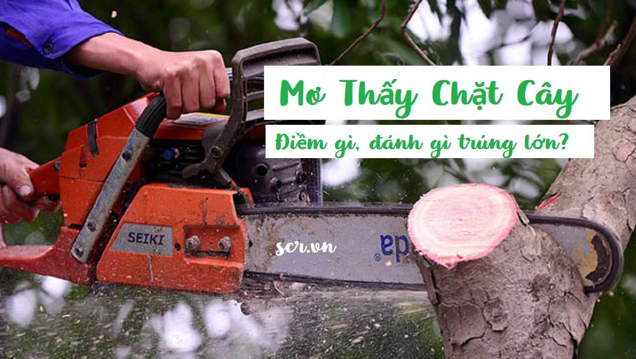 mo-thay-chat-cay