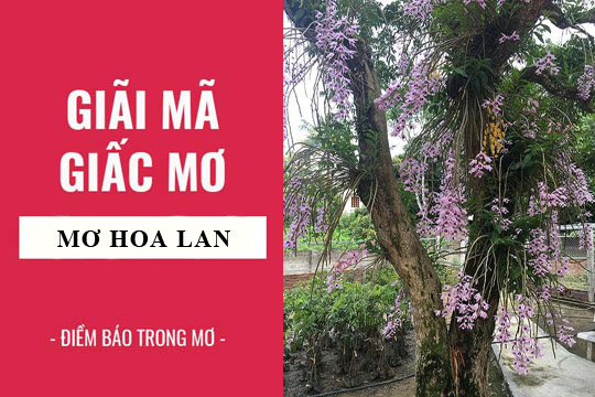 mo-thay-hoa-lan