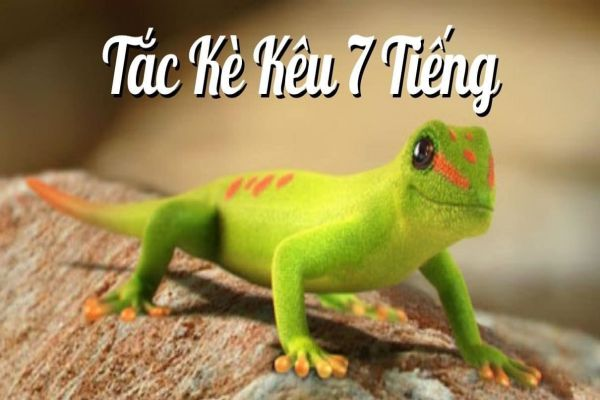 tac-ke-keu-7-tieng