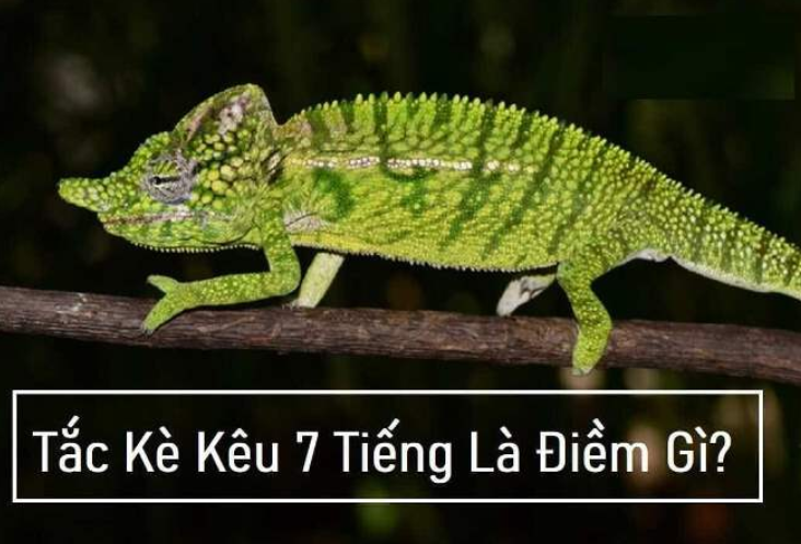 tac-ke-keu-7-tieng